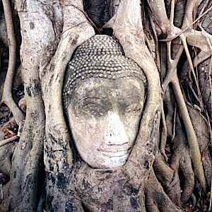 Archivo:Ayutthaya buddha