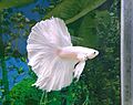 Betta halfmoon