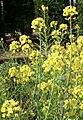 Brassica rapa ja02