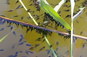 Archivo:BufoBufoTadpoles