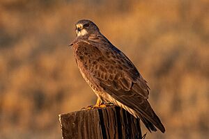 Archivo:Buteo swainsoni - 2021