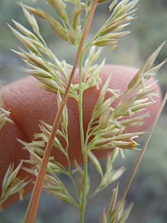 Archivo:Calamagrostis montanensis (6170773194)