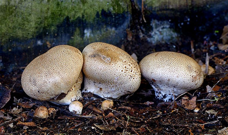 Calvatia.(puffballs) (40349064585)