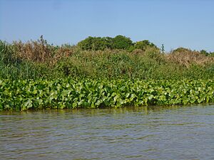 Archivo:Camalotes a orillas del río Paraguay, a la altura de Puerto Casado