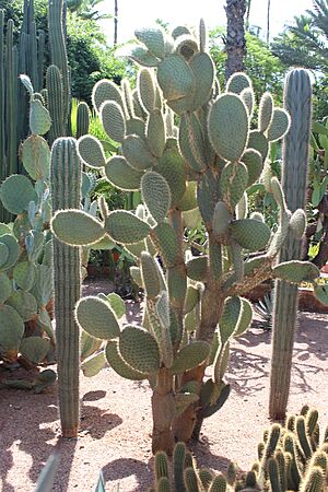 Archivo:Caryophyllales - Opuntia pilifera - 1