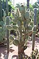 Caryophyllales - Opuntia pilifera - 1