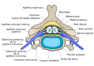 Archivo:Cervical vertebra es