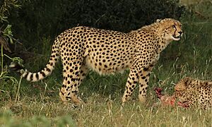 Archivo:Cheetah, Acinonyx jubatus, at Pilanesberg National Park, Northwest Province, South Africa. (26976115054)