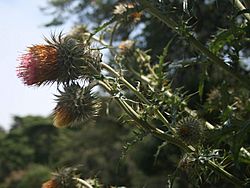 Cirsium subcoriaceum 1.jpg