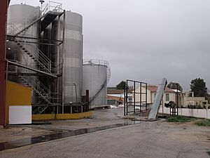 Archivo:Cooperativa agrícola la Purísima Concepción. Los Pedrones 05