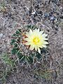 Coryphantha pycnacantha 1