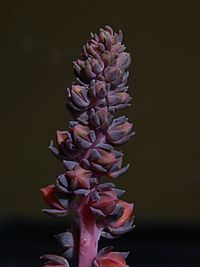 Archivo:Crassulaceae Echeveria racemosa (5)