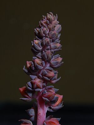 Archivo:Crassulaceae Echeveria racemosa (5)