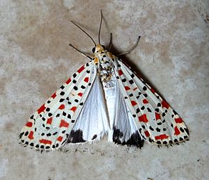 Archivo:Crimson Speckled. Utethesia pulchella - Flickr - gailhampshire (1)