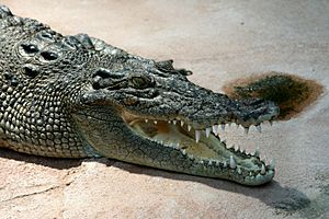 Archivo:Crocodile Crocodylus-porosus amk2