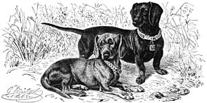Archivo:Dachshund-drawing