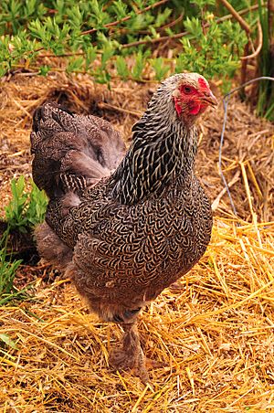 Brahma niños top