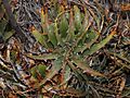 Deuterocohnia chrysantha 171724158