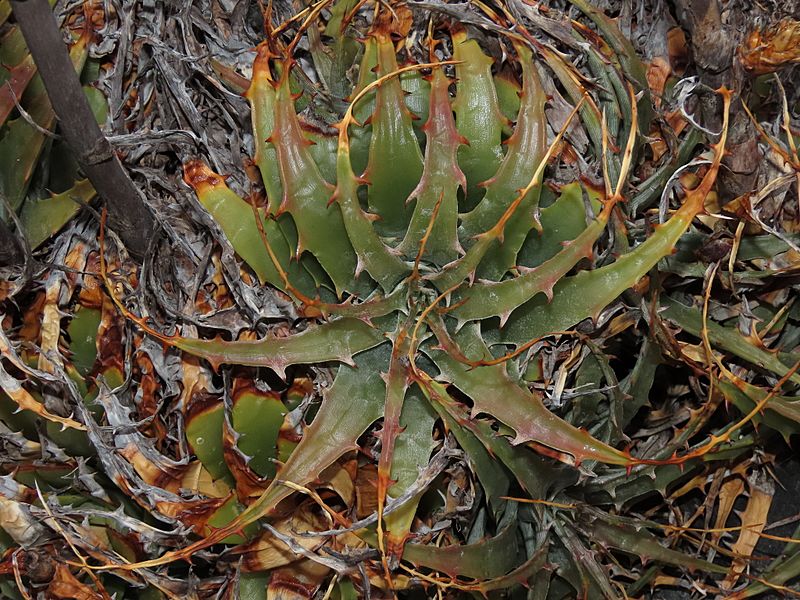Deuterocohnia chrysantha 171724158