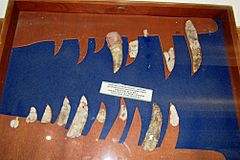 Archivo:Dientes fósiles de Giganotosaurus en el museo de El Chocón