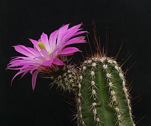 Archivo:Echinocereus palmeri Blüte