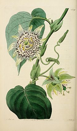 Edwards' botanical register, or, Ornamental flower-garden and shrubbery .. (1829-1847) (20983967618).jpg