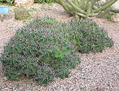 Ferocactus robustus.JPG