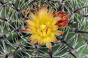 Archivo:Ferocactus wislizenii in bloom