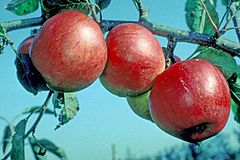 Fiesta on tree, National Fruit Collection (acc. 1983-038).jpg
