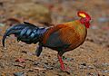 Flickr - Rainbirder - Ceylon Junglefowl (Gallus lafayetii) Male