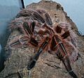 Grammostola rosea adult weiblich