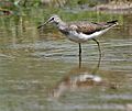Green Sandpiper (Tringa ochropus)- In Breeding plumage at Bharatpur I IMG 5533