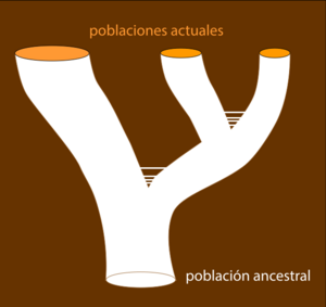 Archivo:Grupomonofiletico-poblacionesactuales