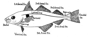 Archivo:Haddock finsf