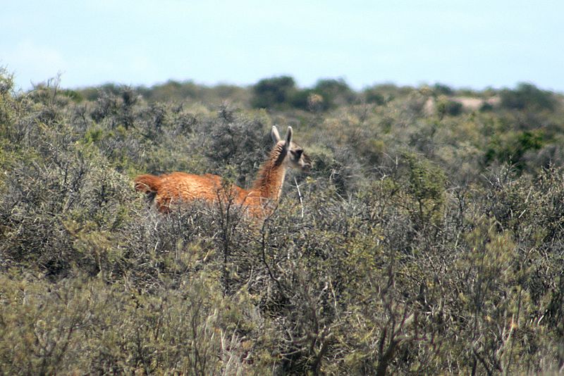 Halbinsel Valdes Guanako