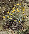 Helichrysum stoechas barrelieri 1
