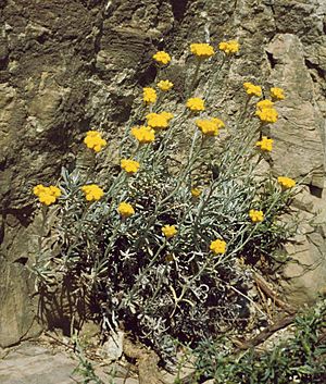 Archivo:Helichrysum stoechas barrelieri 1