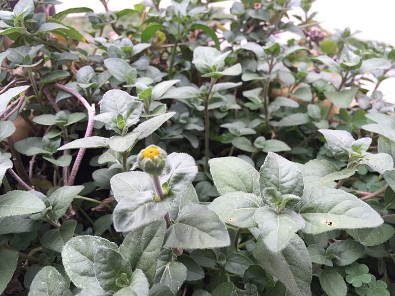 Heliopsis longipes plant