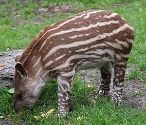 Archivo:Jeune tapir au zoo de Hambourg