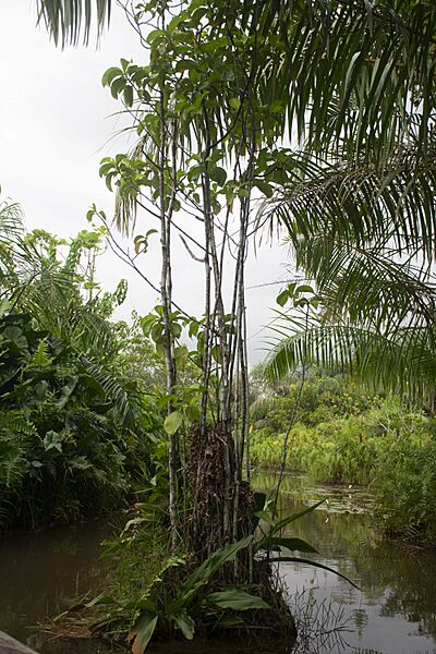 La vallée de Sitatunga 005