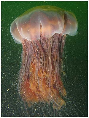 Archivo:Largelionsmanejellyfish