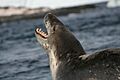 Leopard Seal