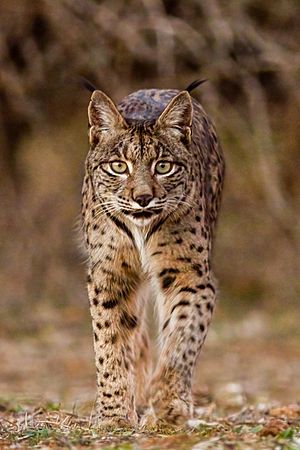 Archivo:Lince ibérico (Lynx pardinus), Almuradiel, Ciudad Real, España, 2021-12-19, DD 02