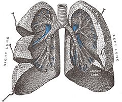 Archivo:Lungs open