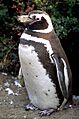 Magellanic-penguin02