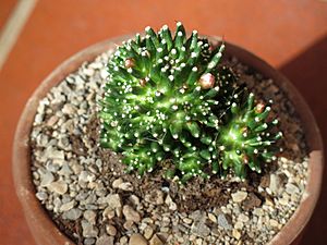 Archivo:Mammillaria painteri 9