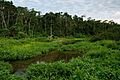 Manu National Park-69