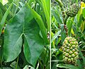 Montrichardia arborescens, leaf and fruit. (9160824893)