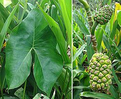 Montrichardia arborescens, leaf and fruit. (9160824893).jpg