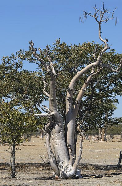 Moringa ovalifolia